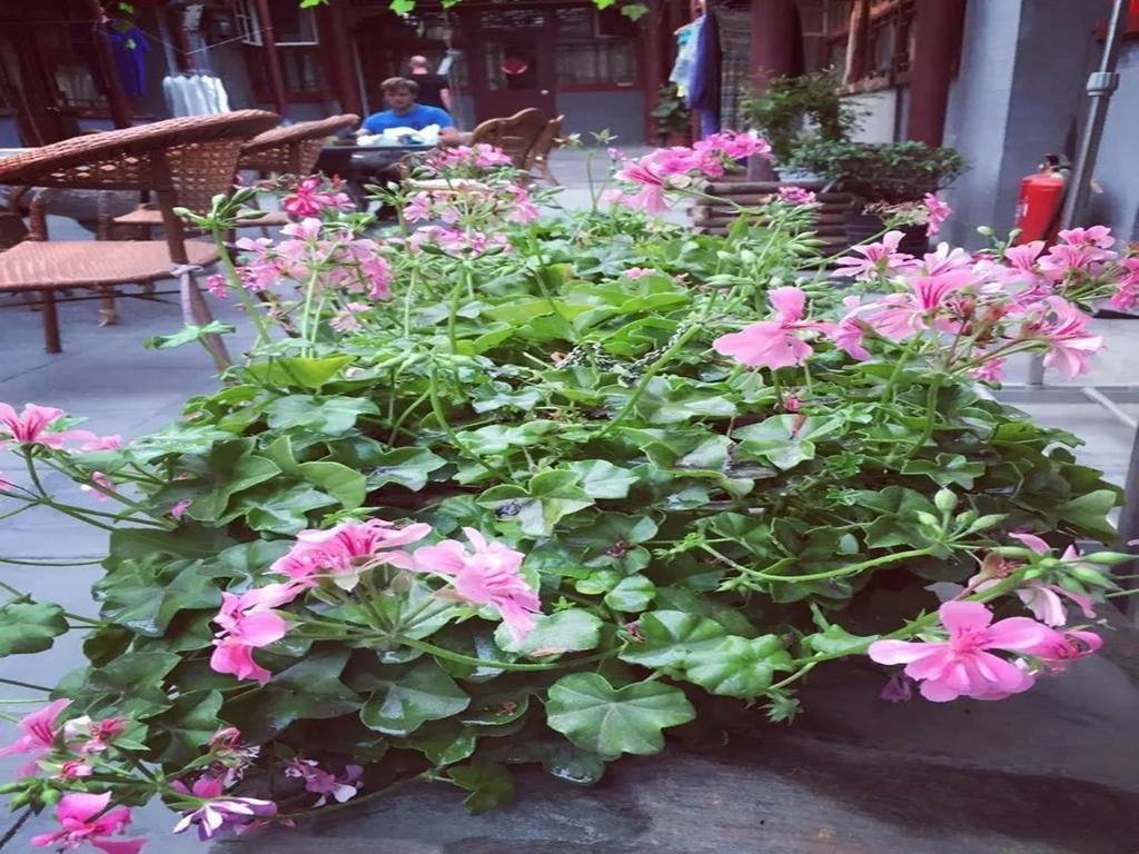 Three Legged Frog Hostel Пекін Екстер'єр фото